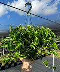 8" Epipremnum Shangri La HB